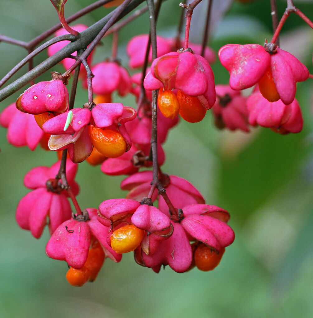 Heirloom Non-GMO Spindle Flower Seeds for Planting – Decorative Ornamental Blooms for Garden Landscapes
