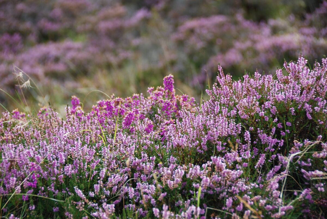 Violet Calluna Flower Seeds for Planting - 100 pcs