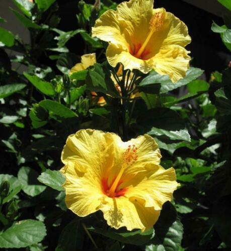 Light Yellow Hibiscus Flower Seeds 100 pcs