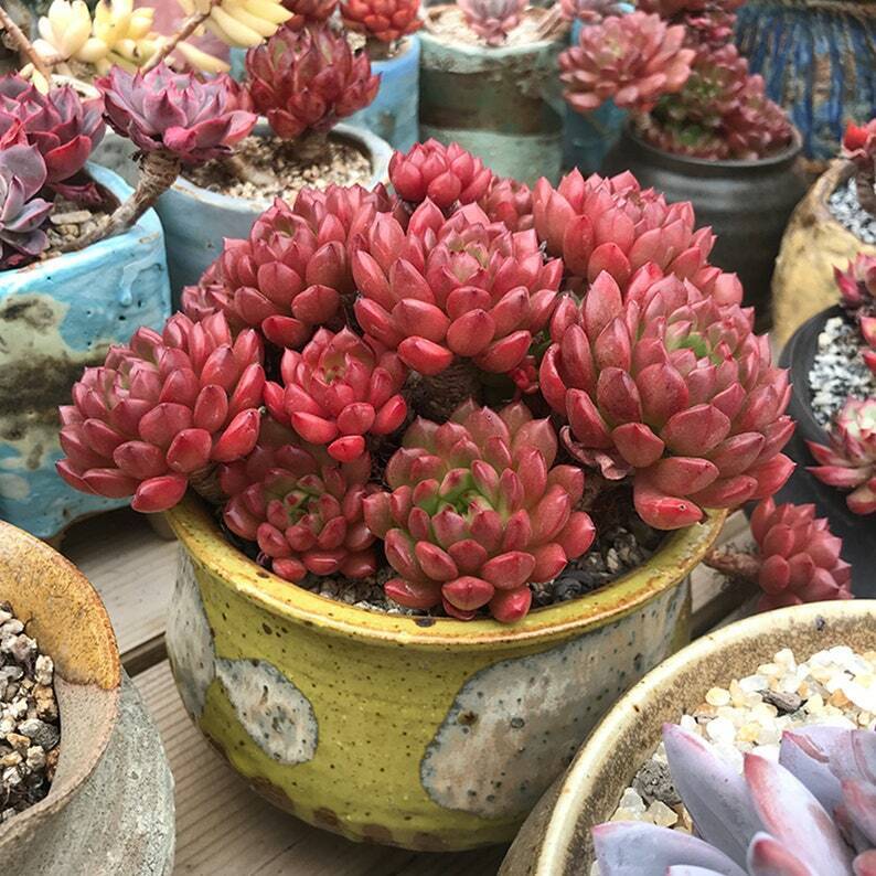 Dark Red Succulent Flower Seeds – Heirloom, Non-GMO, High Germination Drought-Tolerant Seeds for Planting