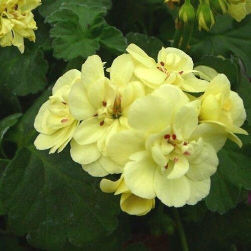 Green Univalve Geranium Flower Seeds for Planting – Heirloom, Non-GMO, High Germination Organic Garden Seeds