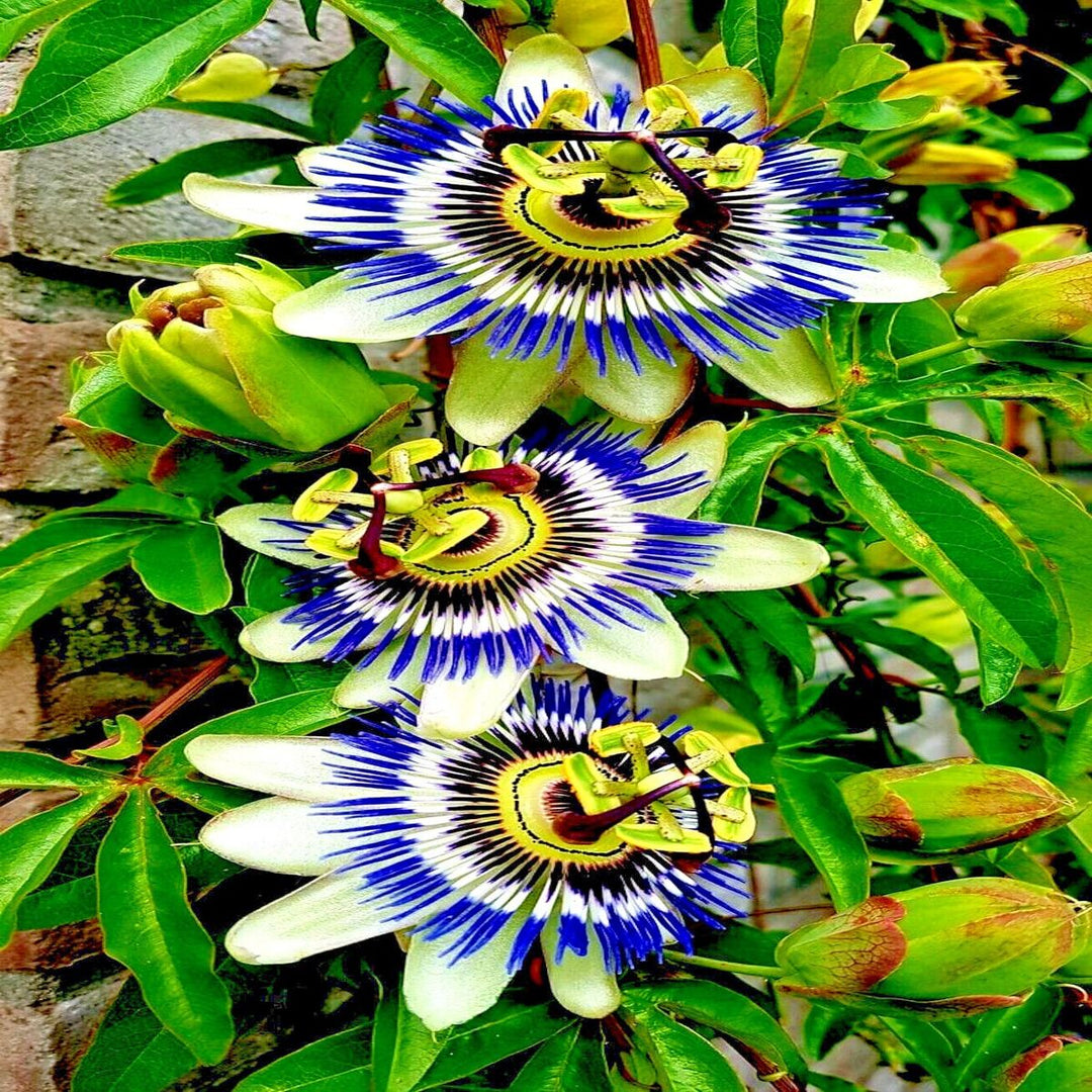 passion flower seeds near me Sky Blue White Passion Flower Seeds – Heirloom Organic – Neeraseeds