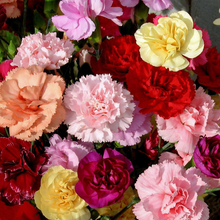 carnation dianthus flower seeds