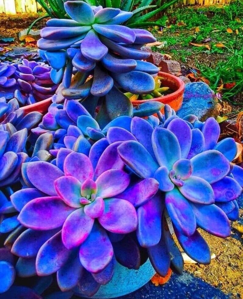 Dark Blue Nopalxochia Flower Seeds for Planting – Heirloom, Non-GMO, High Germination Cactus Seeds