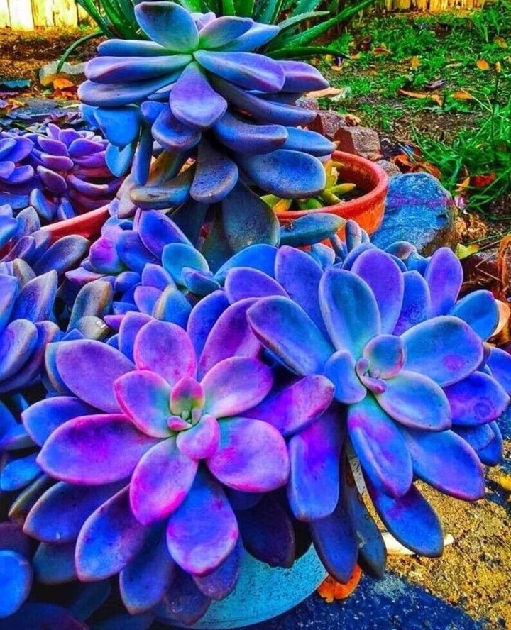 Dark Blue Nopalxochia Flower Seeds for Planting – Heirloom, Non-GMO, High Germination Cactus Seeds