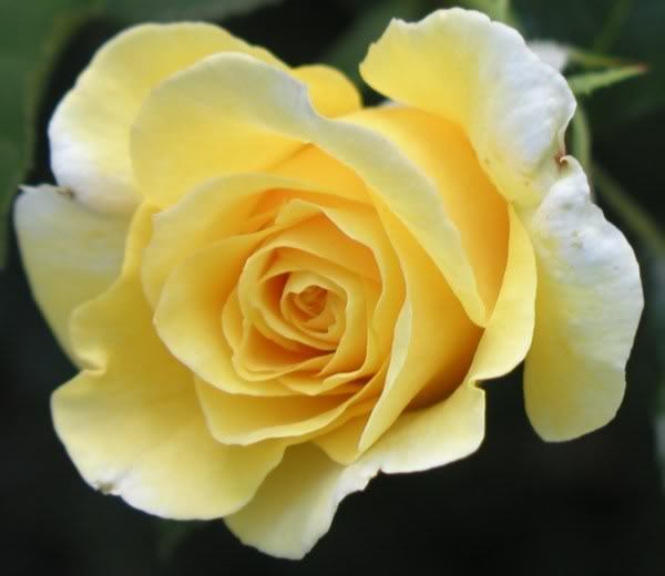 Yellow Rose Flower Seeds 100 pcs