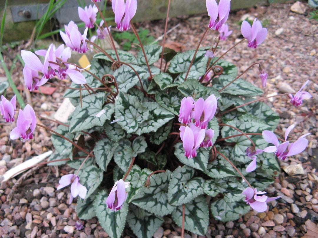 Heirloom Non-GMO Violet Cyclamen Flower Seeds for Planting – Hardy Shade-Loving Garden Seeds