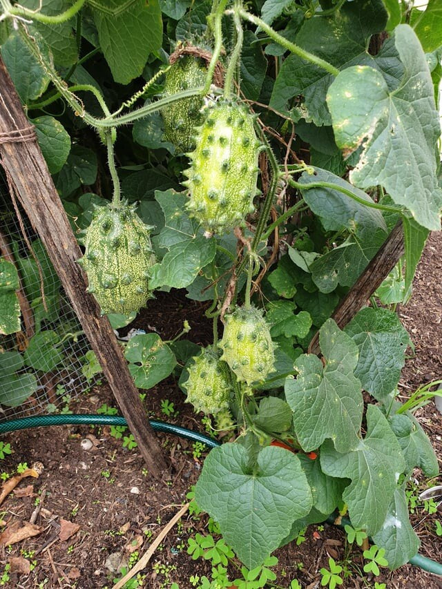 African Horned Cucumber Vegetable Seeds for Planting – Heirloom & Non-GMO Garden Seeds