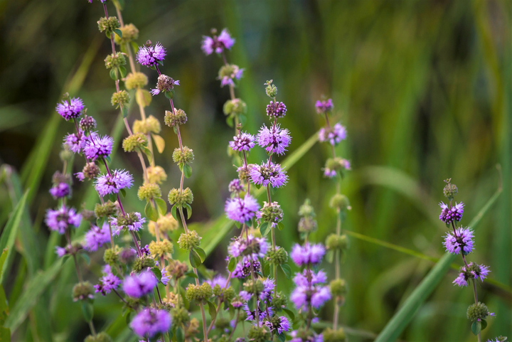 Violet Pennyroyal Flower Seeds for Planting - 100 pcs