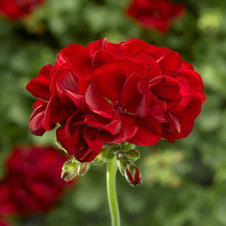 Mørkerøde Geranium Blomsterfrø til Plantning 100 stk