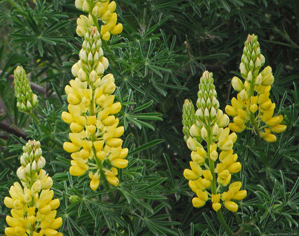 Yellow Lupine Flower Seeds for Planting - 100 pcs