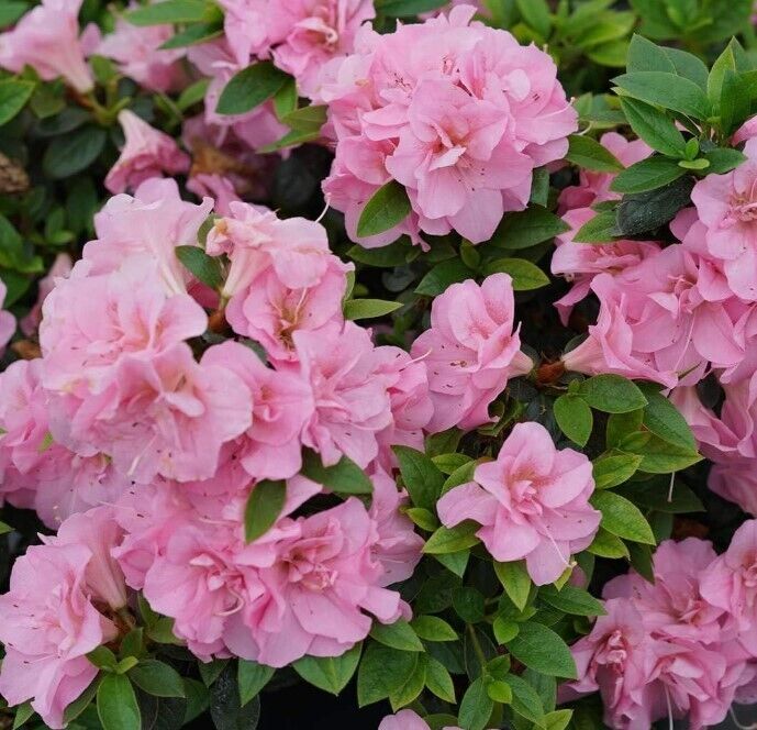 Rhododendron Flower Seeds for Planting - Mixed Colors 100 pcs