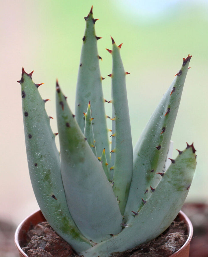 Green Claviflora Jackal’s Plant Seeds for Planting- Unique Garden Collection