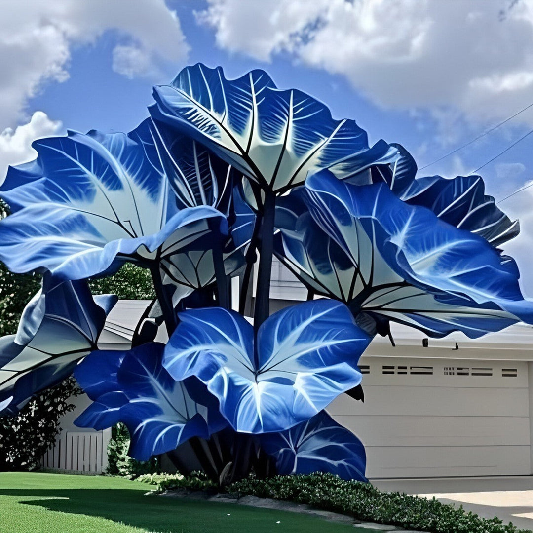 blue caladium flower seeds