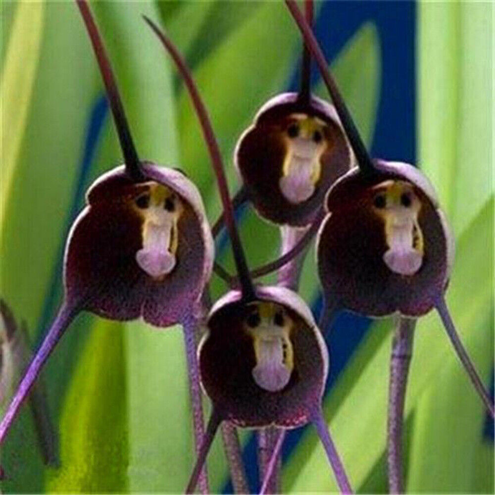 Heirloom Non-GMO Monkey Face Orchid Seeds for Planting – Rare Potted Peru Flower Blooms