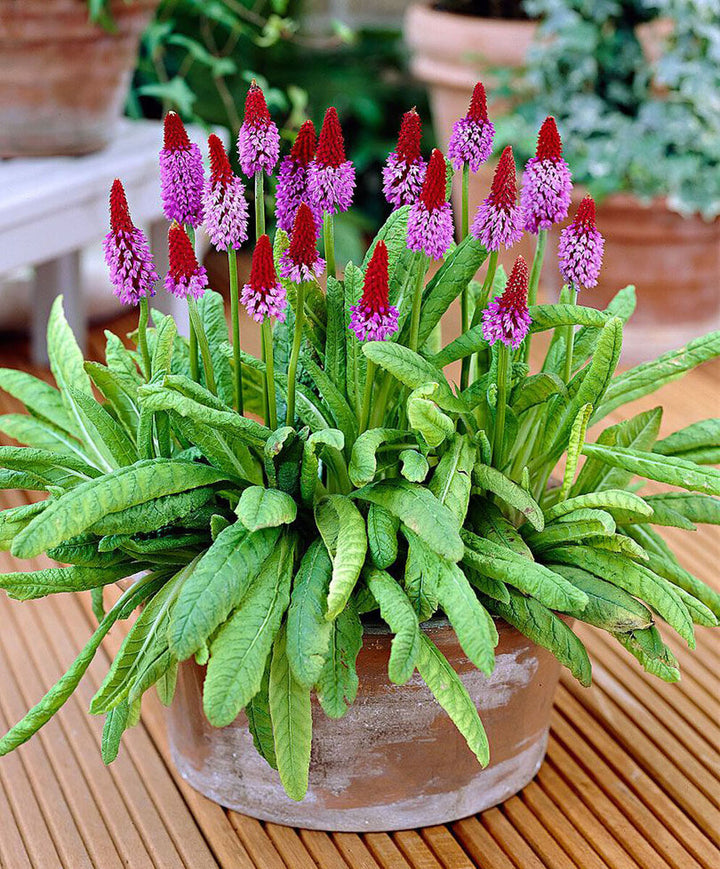 Heirloom Non-GMO Kniphofia Flower Seeds for Planting – Red Hot Poker Perennial Blooms, High Germination Seeds