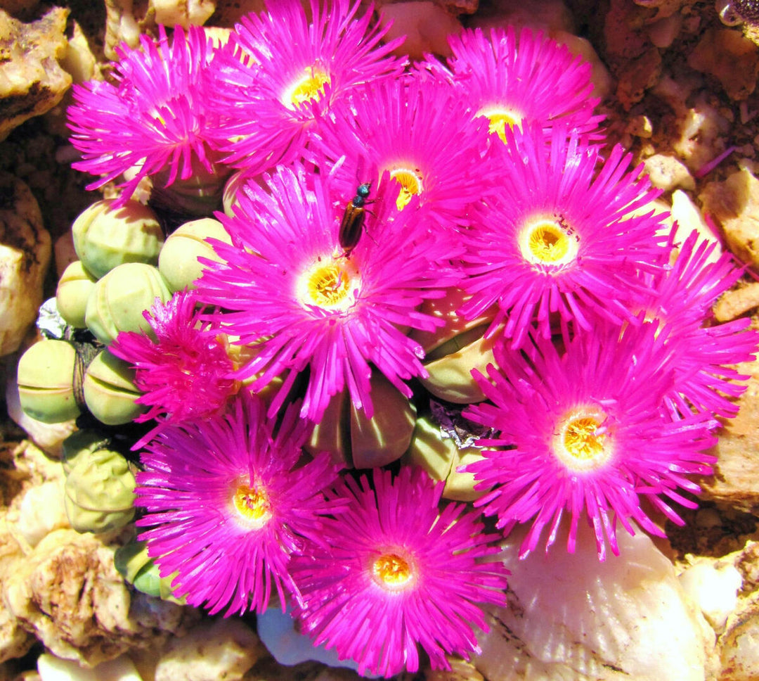 Argyroderma Blomsterfrø til udplantning 100 stk