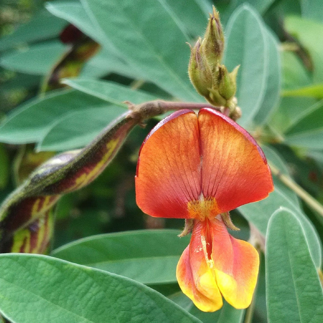 yellow cajanus flower seeds