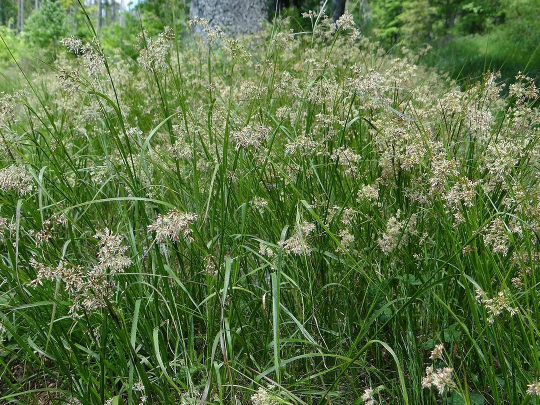 Luzula Spicata Seeds for Planting – Alpine Woodrush Ornamental Grass, Cold Hardy, Non-GMO Heirloom Seeds