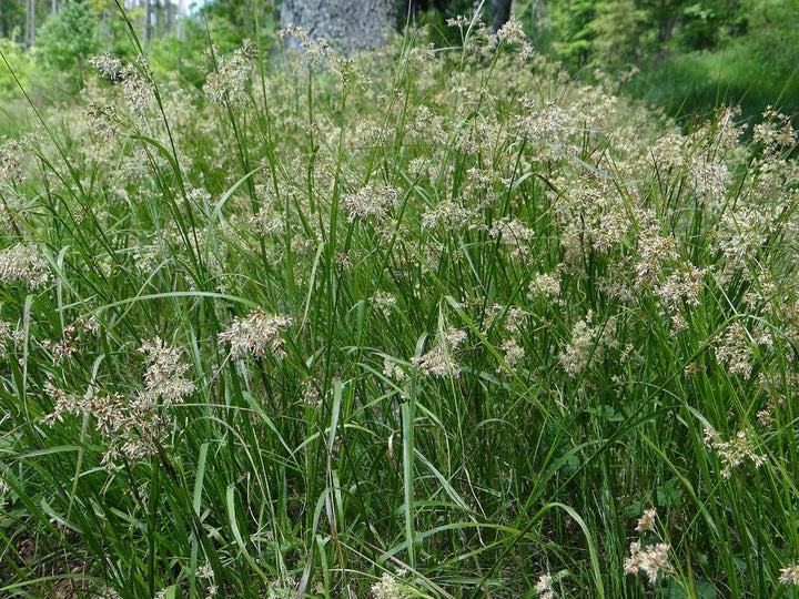 Luzula Spicata Seeds for Planting – Alpine Woodrush Ornamental Grass, Cold Hardy, Non-GMO Heirloom Seeds