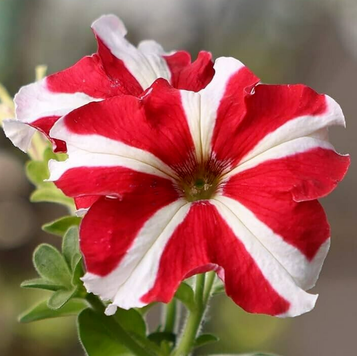 Friske Petunia Hybrida hængende blomsterfrø til udplantning, rød 100 stk