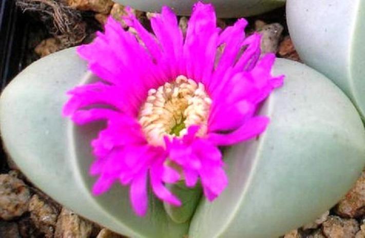 Argyroderma Blomsterfrø til udplantning 100 stk