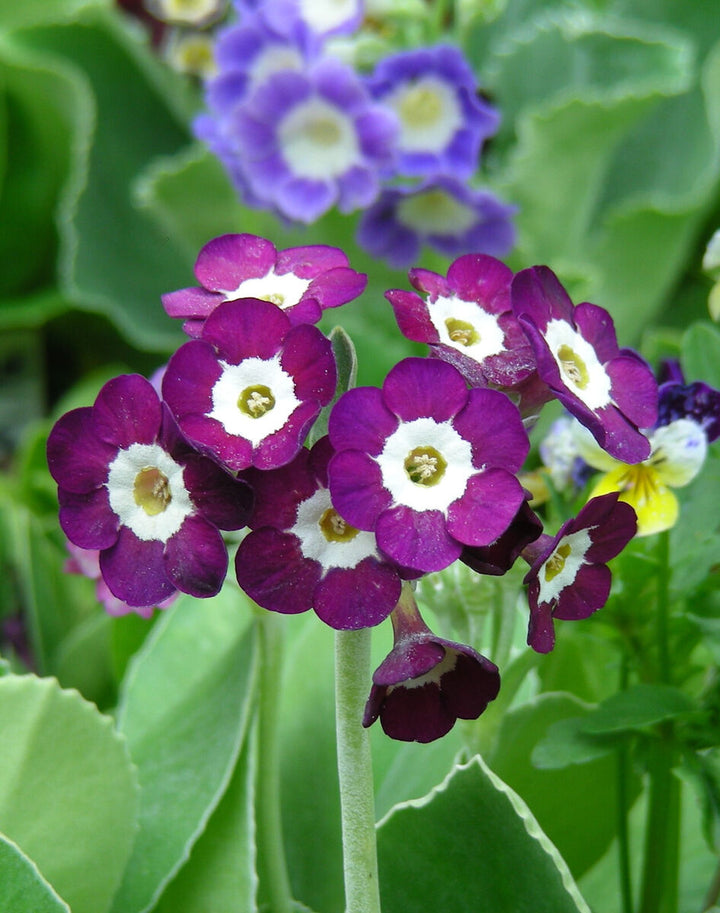 Mørk lilla Primrose Blomsterfrø til udplantning - 100 stk