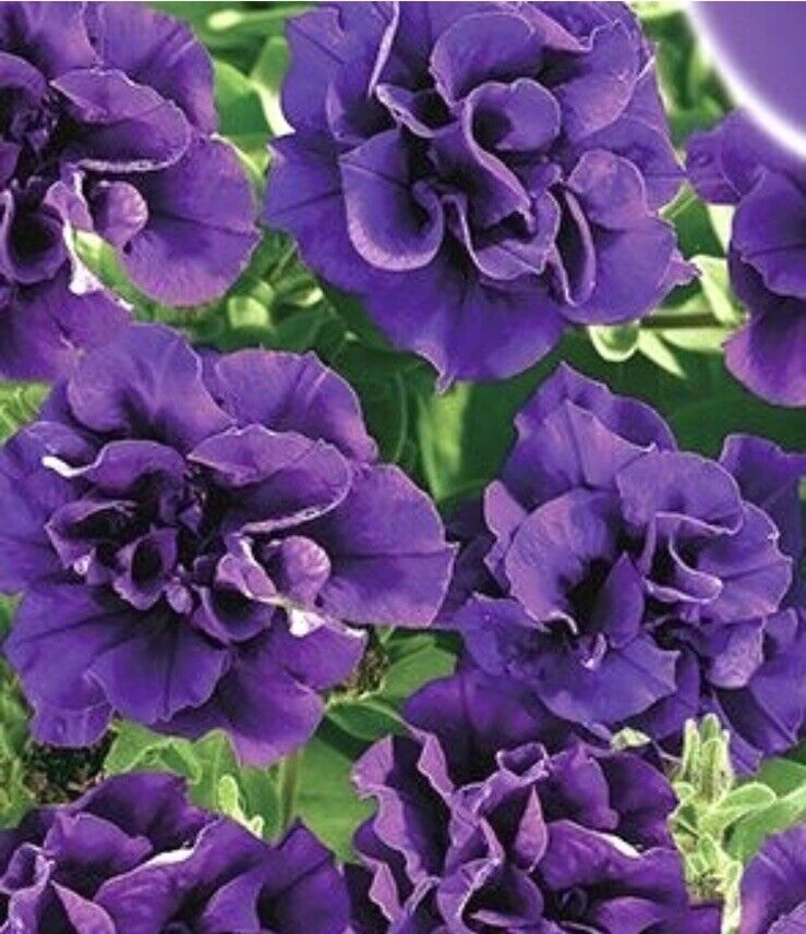 Dark Purple Double Petunia Seeds for Planting - Heirloom, NON-GMO Flower Seeds - Easy Grow Garden Blooms