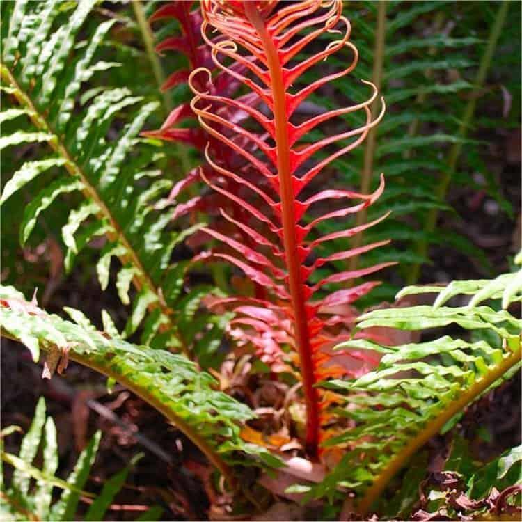 red fern plant seeds Red Yellow Fern Plant Seeds – Heirloom Non-GMO Organic Garden Seeds for Planting Colorful Foliage with High Germination