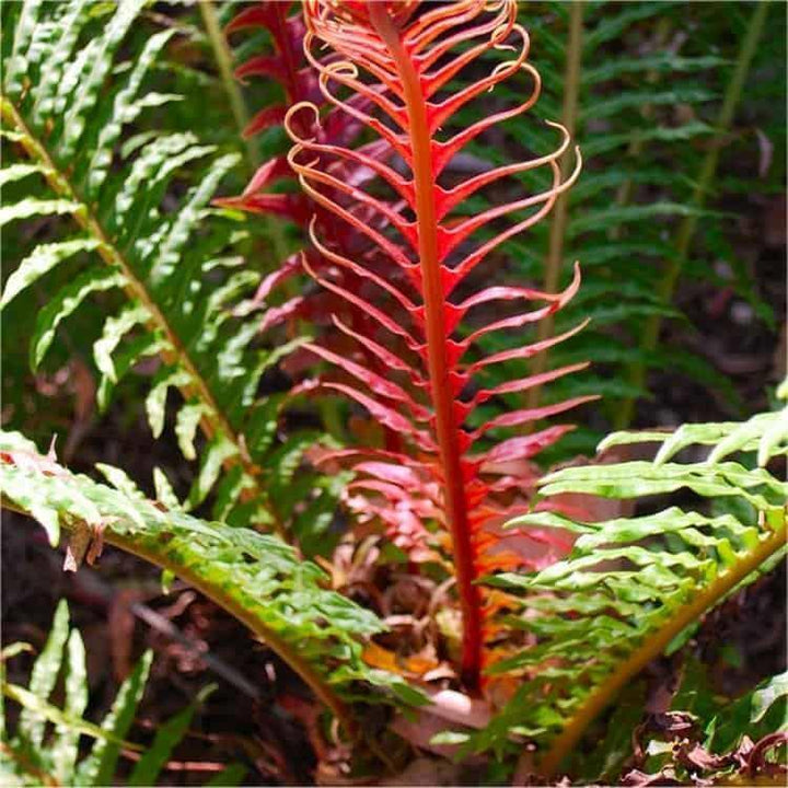 Red Yellow Fern Plant Seeds for Planting - 100 pcs