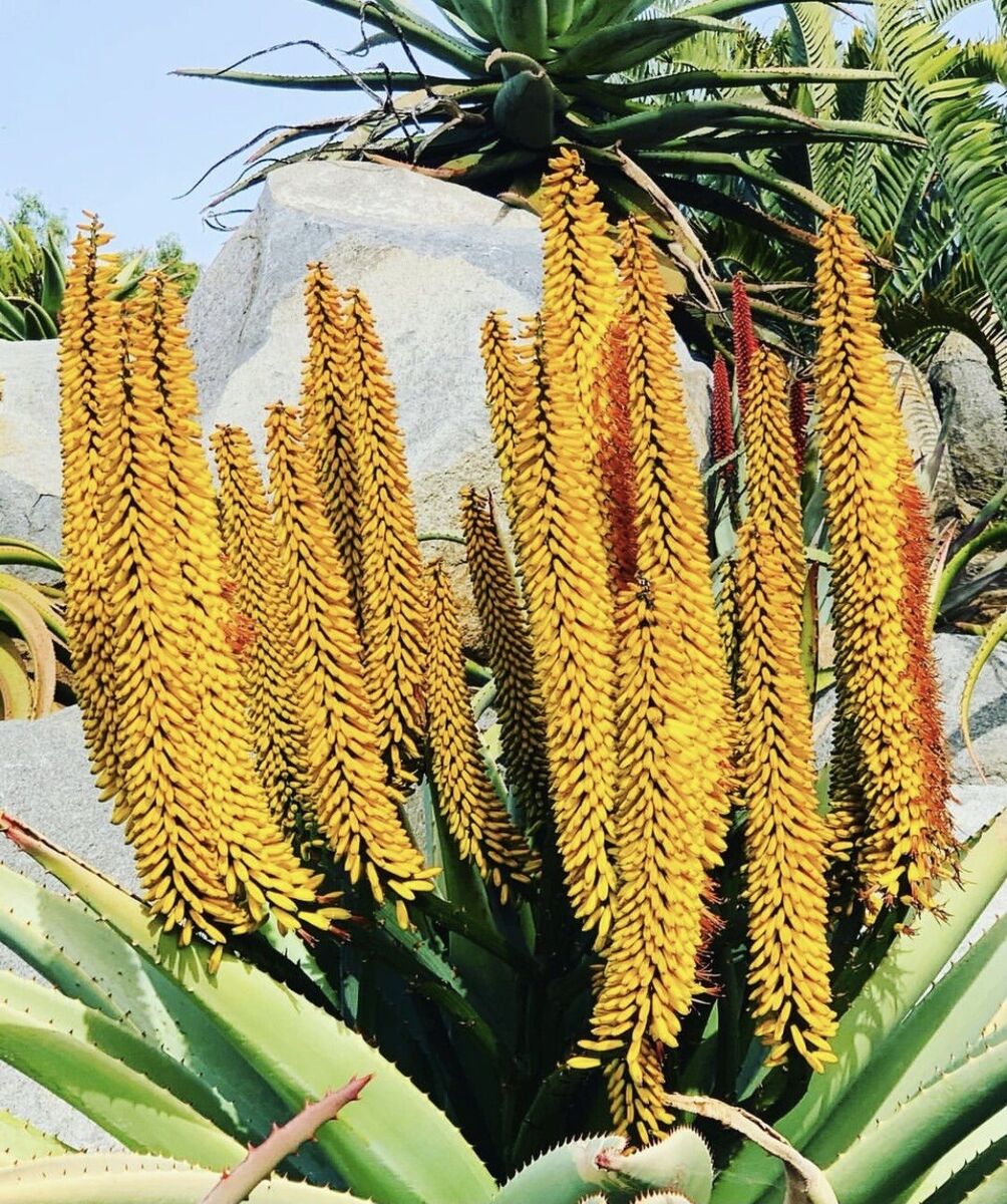 Yellow Aloe Dichotoma Flower Seeds for Planting - 100 pcs