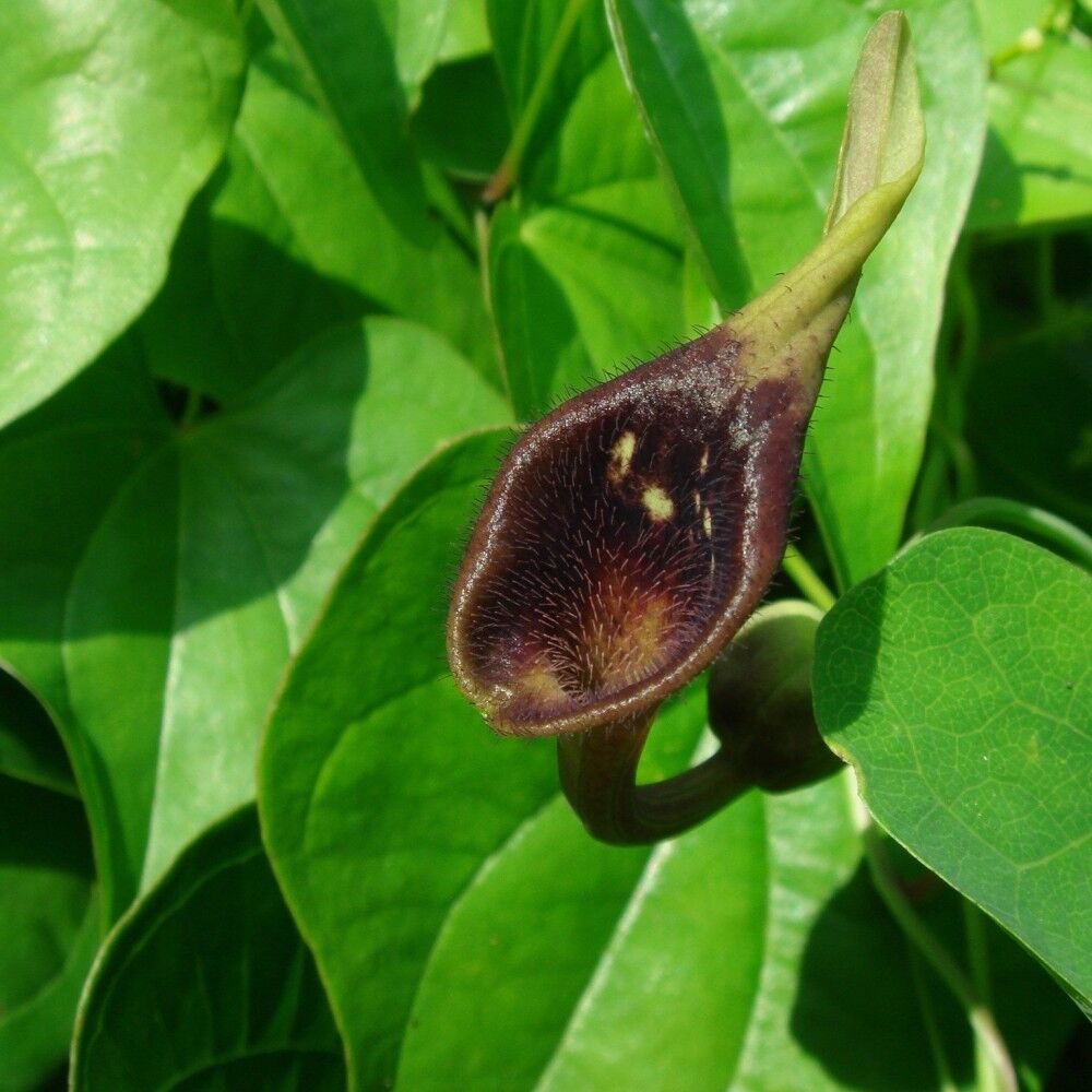 Aristolochia Debilis Blomsterfrø til udplantning 100 stk