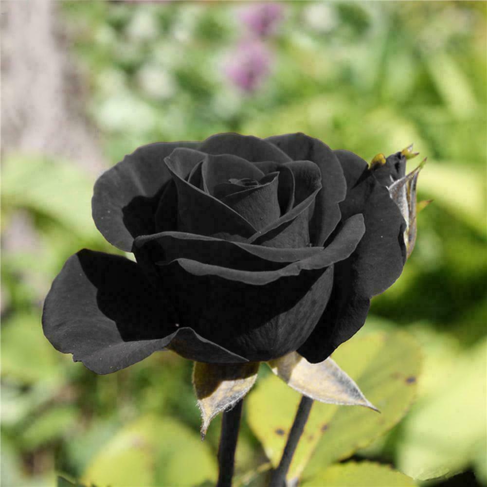 Black Rose Flower Seeds - 100 pcs