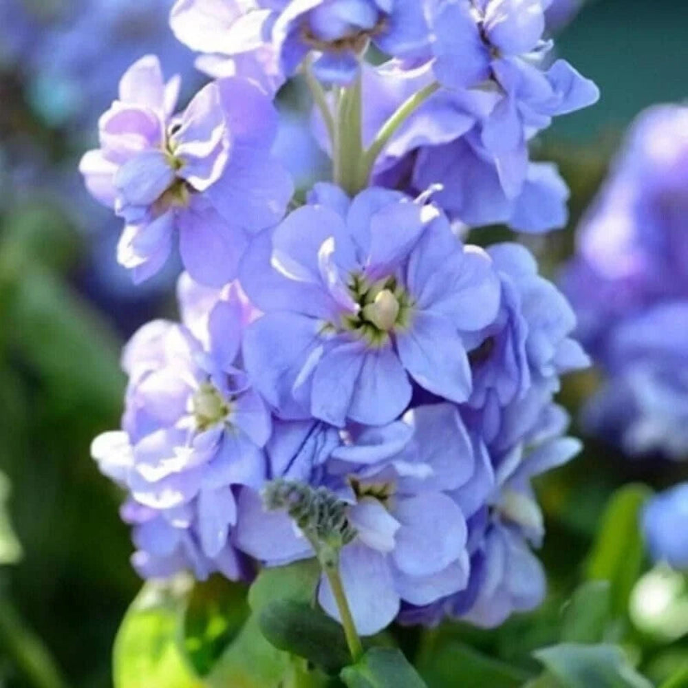 blue organic flower seeds
