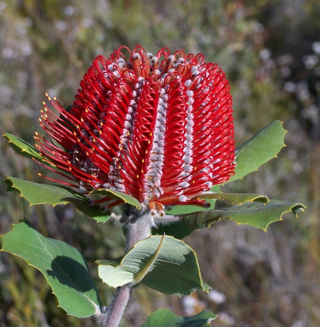 banksia banksia flower seeds
