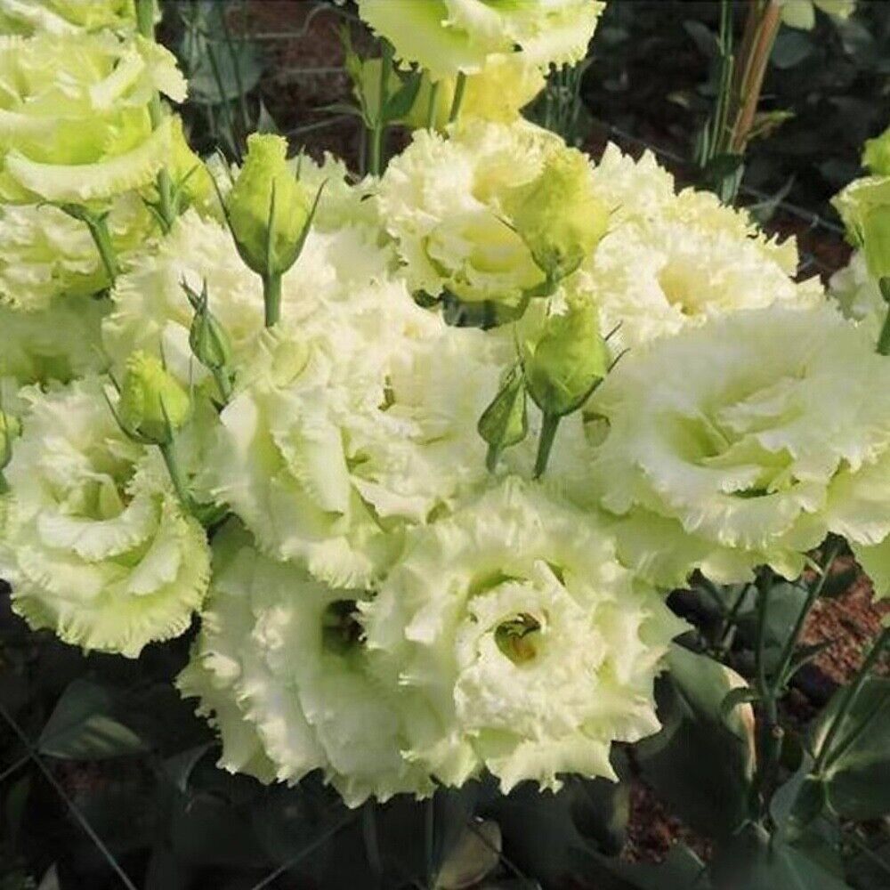 Yellow Lisianthus Flower Seeds for Planting - Heirloom, NON-GMO, Long-Lasting Blooms