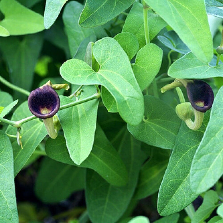 Aristolochia Debilis Blomsterfrø til udplantning 100 stk