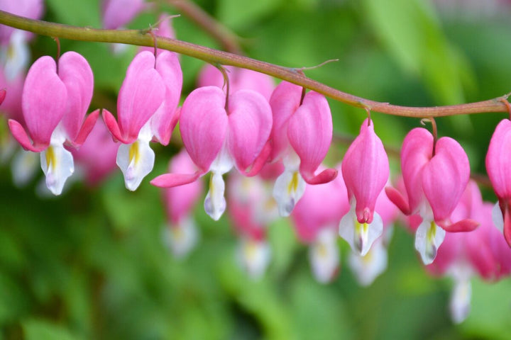 Pink White Heart Blomsterfrø til udplantning 100 stk