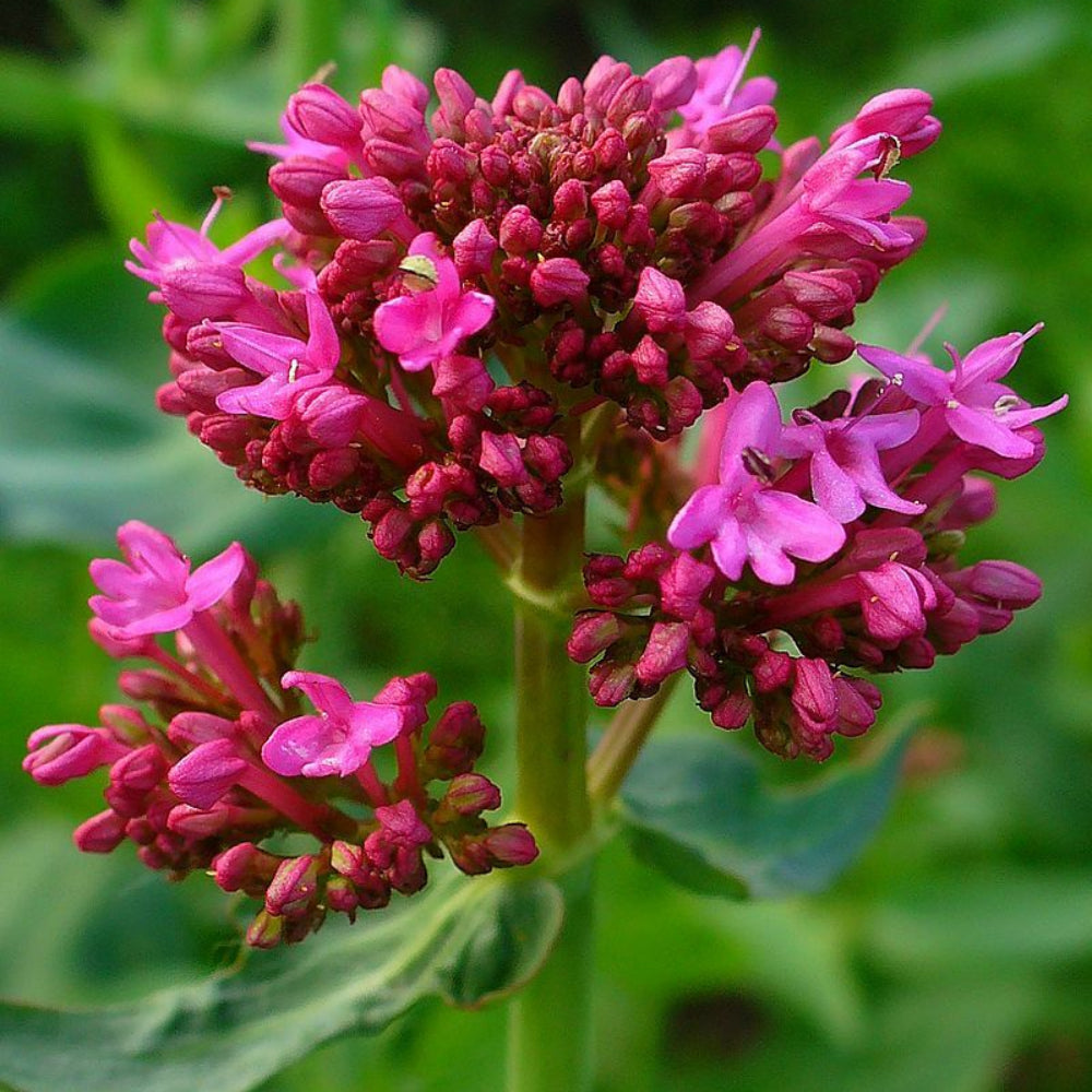 organic centranthus flower seeds