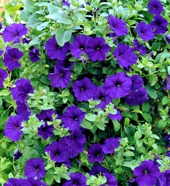 Blue Double Petunia Flower Seeds for Planting - Heirloom, NON-GMO Seeds - Beautiful Garden Bloom