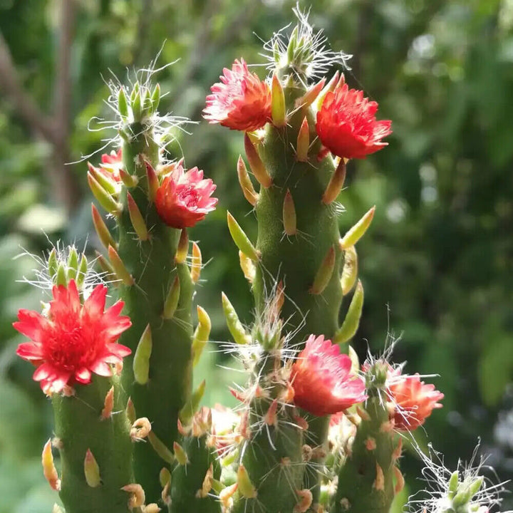 Grønne Austrocylindropuntia plantefrø til plantning - 100 stk