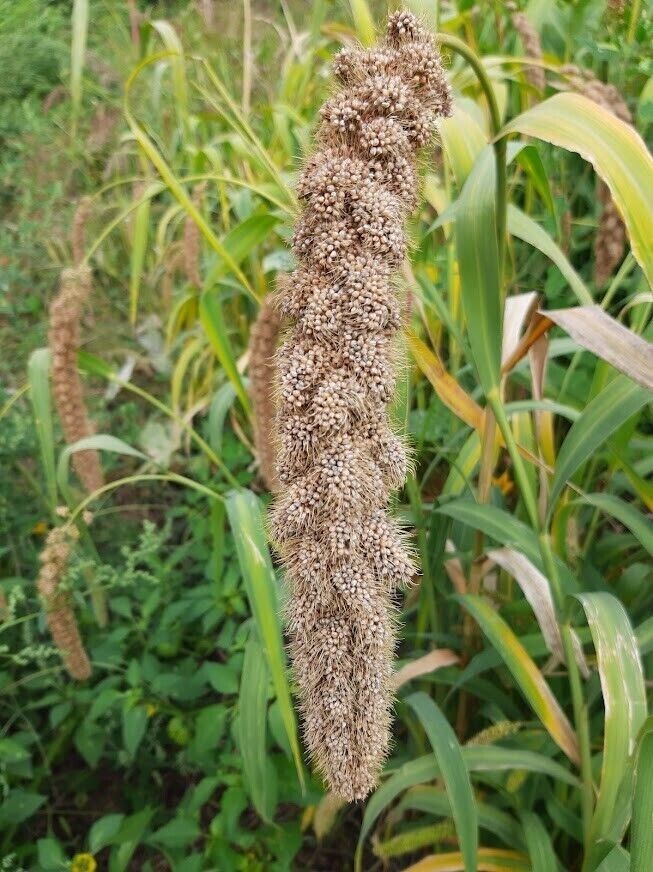 White Wonder Millet Seeds (Setaria italica) – Heirloom, Non-GMO Foxtail Millet Seeds for Planting and Organic Farming