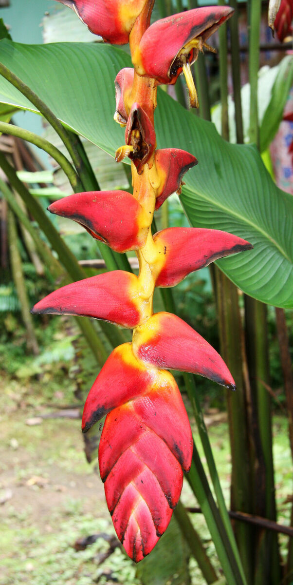 Heliconia Pogonantha plantefrø til udplantning, 100 stk