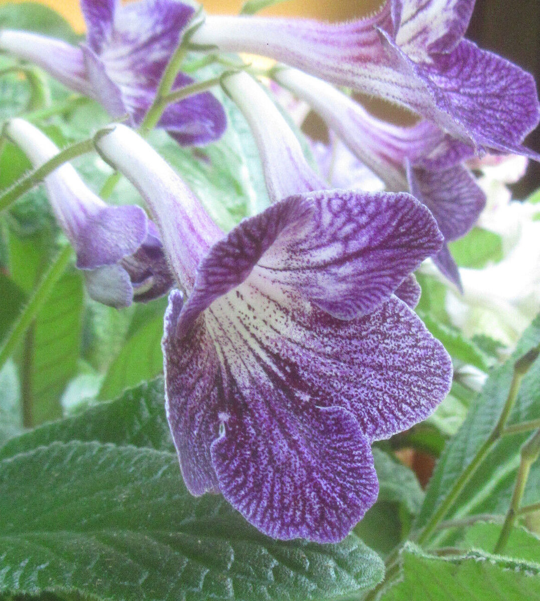 Streptocarpus frø til plantning - 100 stk