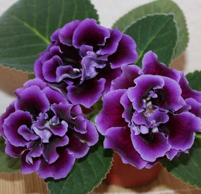 Geraniumviolet blomsterfrø til plantning 100 stk