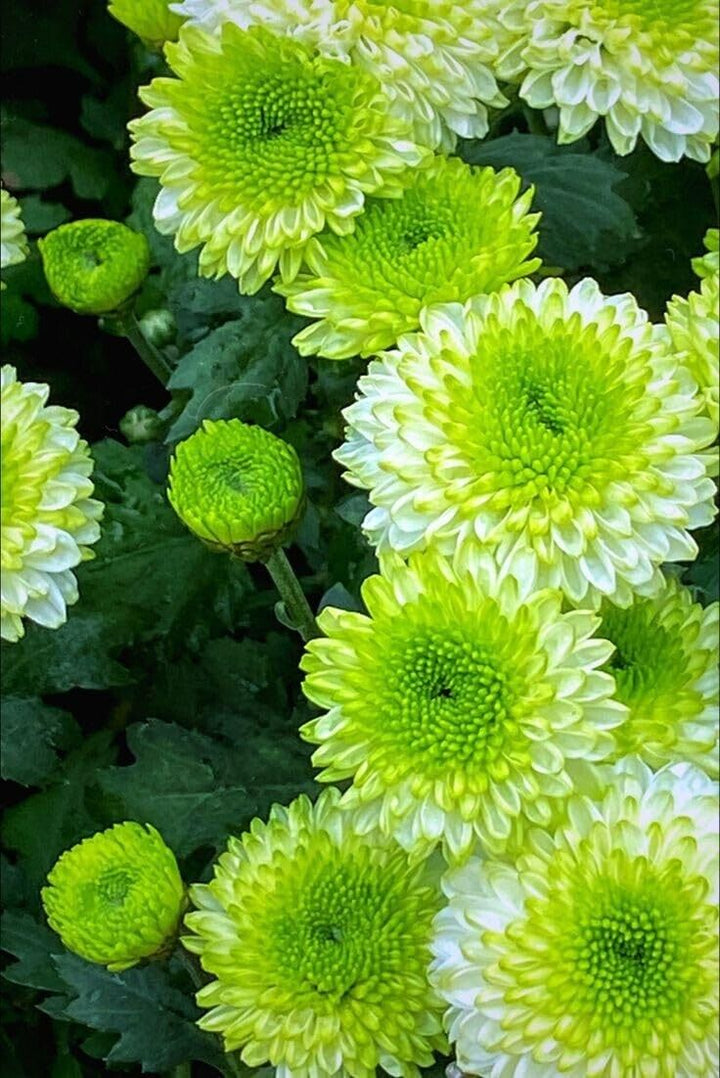 Green White Chrysanthemum Flower Seeds for Planting – 100 pcs