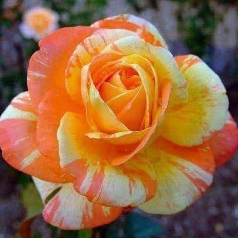 Orange White Rose Flower Seeds 100 pcs