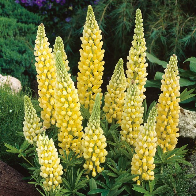 Yellow Lupine Flower Seeds for Planting – Heirloom and Non-GMO Garden Seeds, Beautiful Blooms