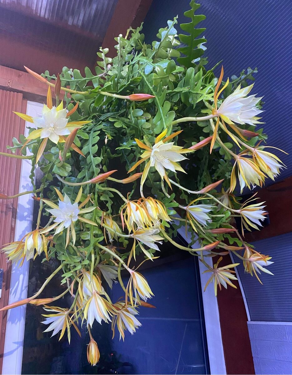 Gul Hvid Epiphyllum Blomsterfrø til Plantning 100 stk