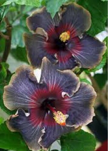 Black Rainbow Hibiscus Flower Seeds 100 pcs